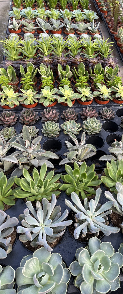 Succulentes
