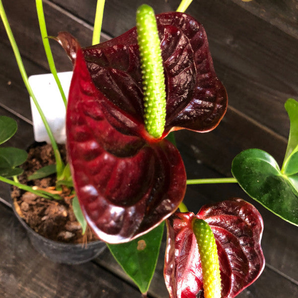 anthurium rouge toxicité Anthurium – SCARDERA