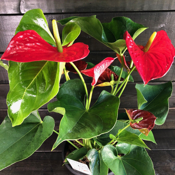 anthurium rouge toxicité Anthurium – SCARDERA