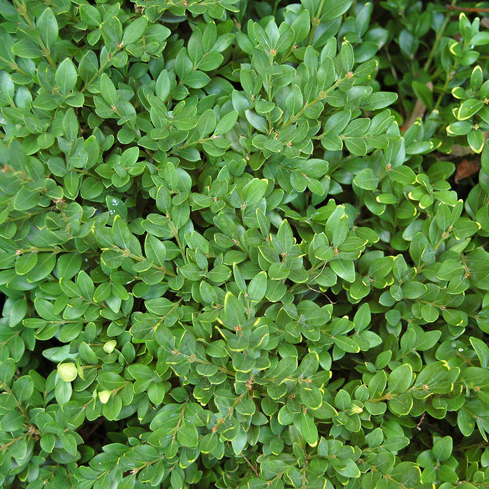 Buxus x Green Velvet (buis)