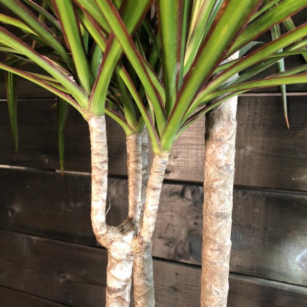 dracaena marginata entretien Dracaena Marginata – SCARDERA