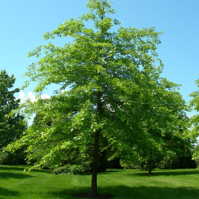 Quercus Palustris (chêne des marais)