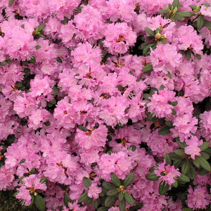 Rhododendron P.J.M. Élite