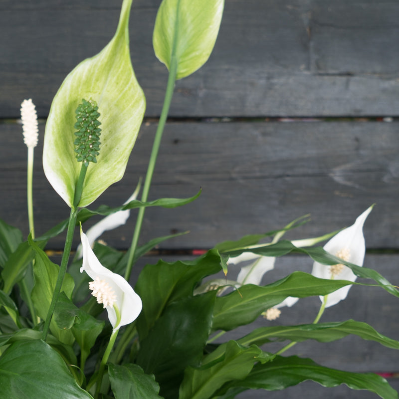 Spathiphyllum