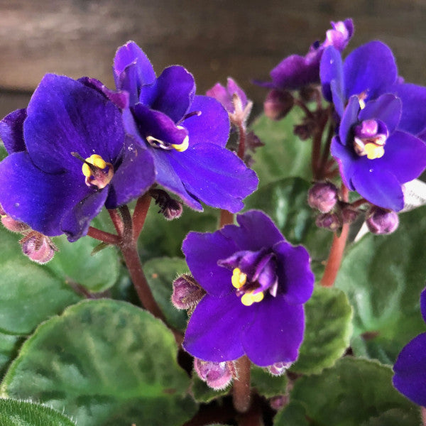 Violette africaine (Saintpaulia ionantha)