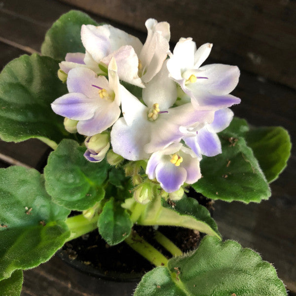 Violette africaine (Saintpaulia ionantha)