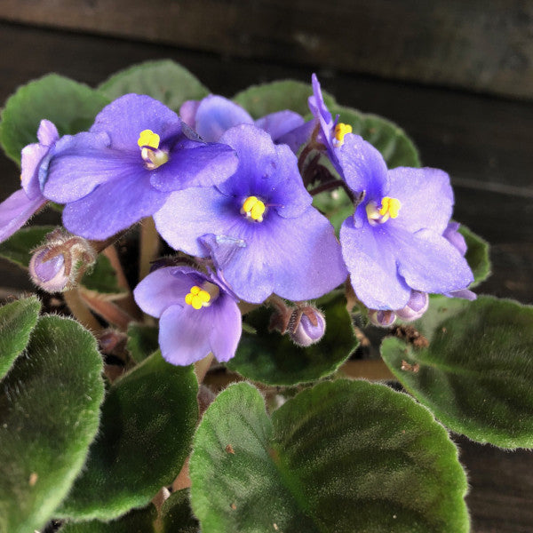 Violette africaine (Saintpaulia ionantha)