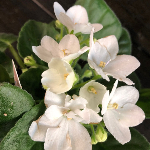 Violette africaine (Saintpaulia ionantha)