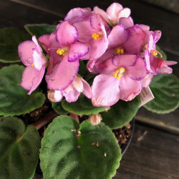 Violette africaine (Saintpaulia ionantha)