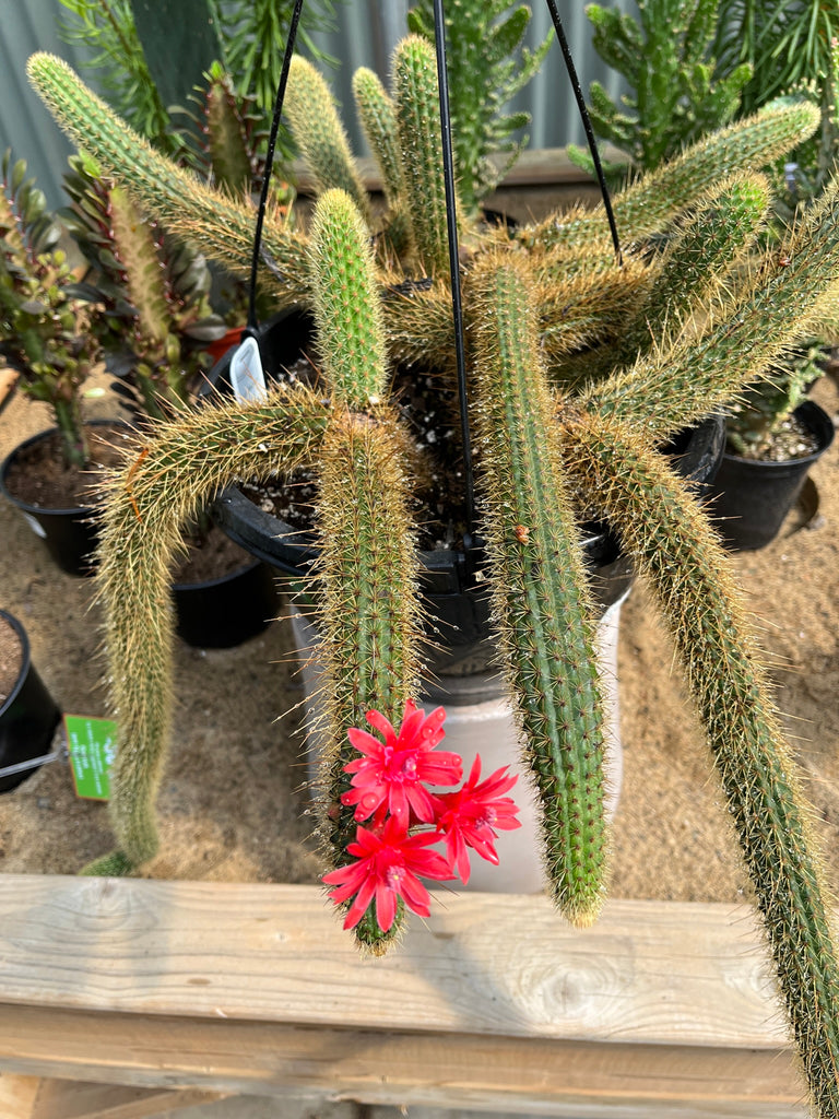 Cactus