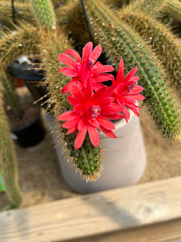 Cactus