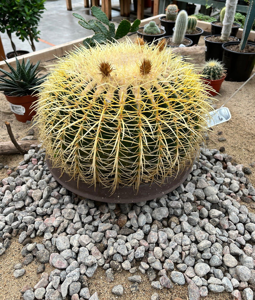 Cactus