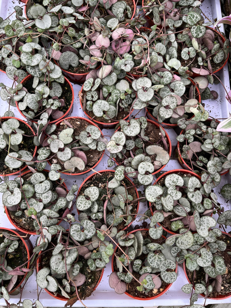 Succulentes