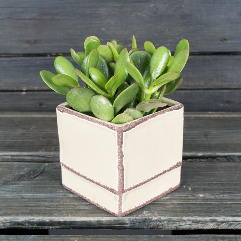 Succulentes
