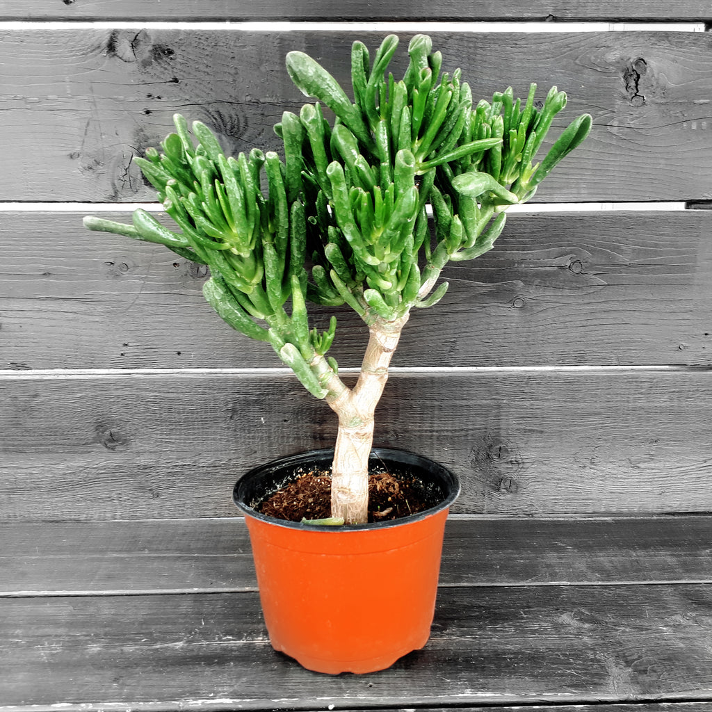 Succulentes