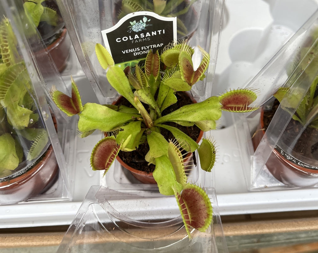 Plantes carnivores