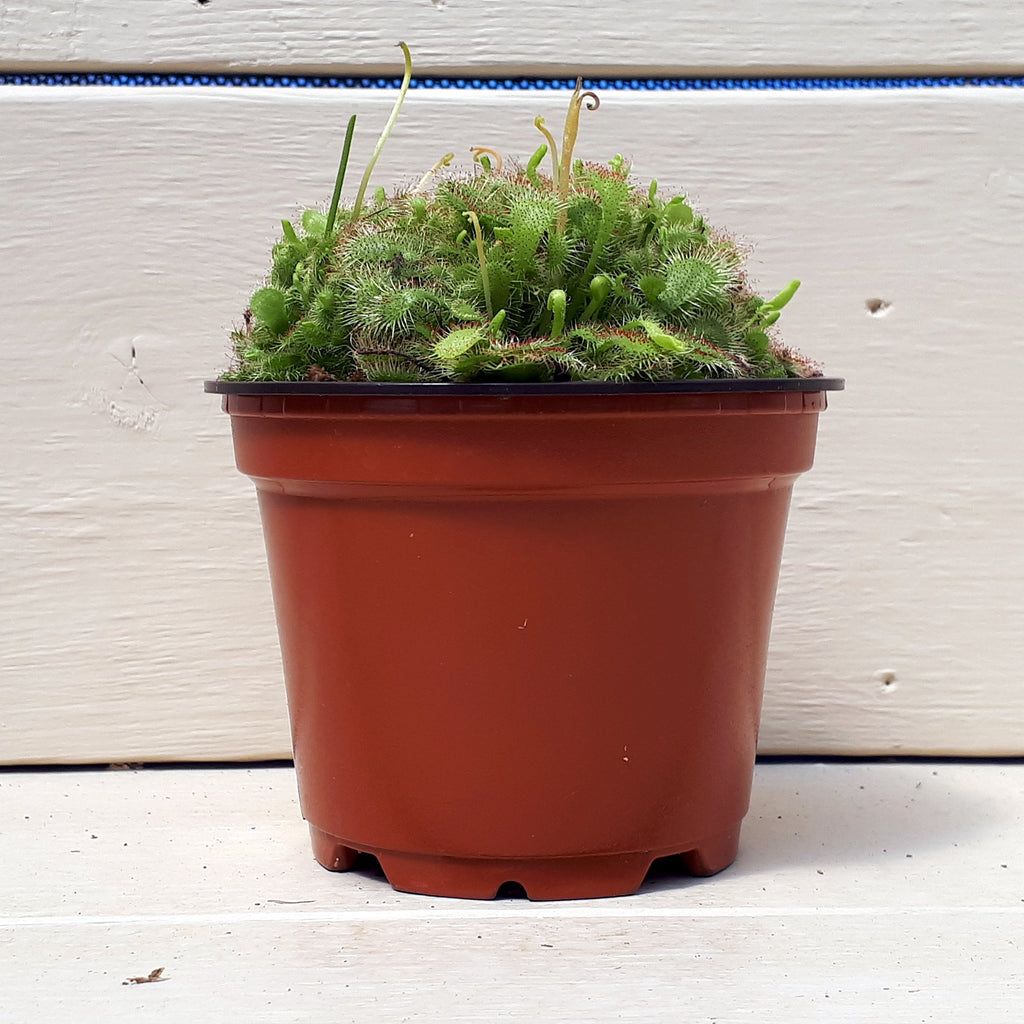 Plantes carnivores