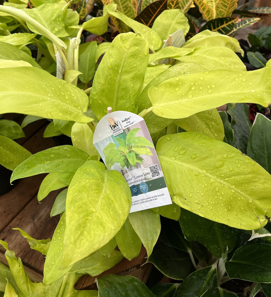 Philodendrons