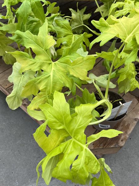 Philodendrons