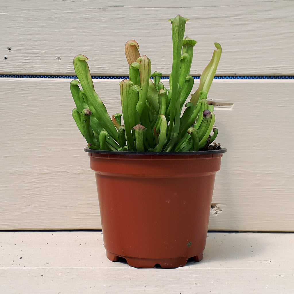 Plantes carnivores