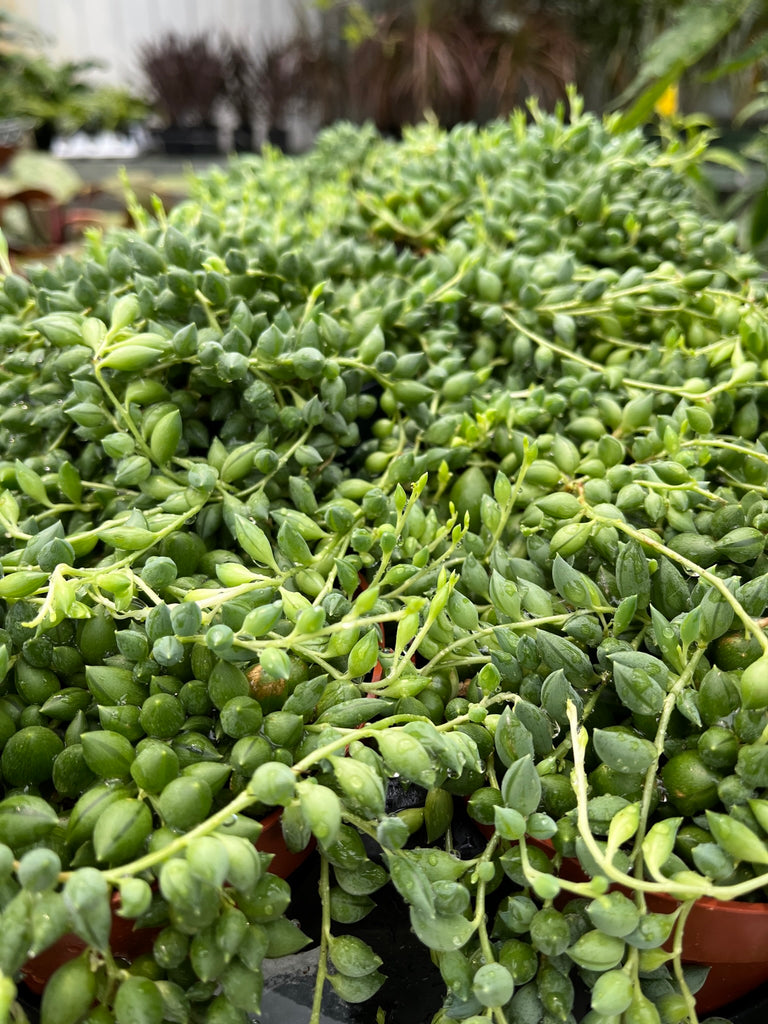 Succulentes