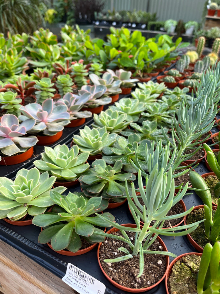 Succulentes