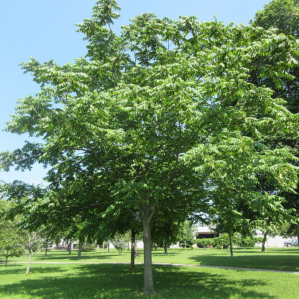Juglans Cinerea (Noyer cendré)