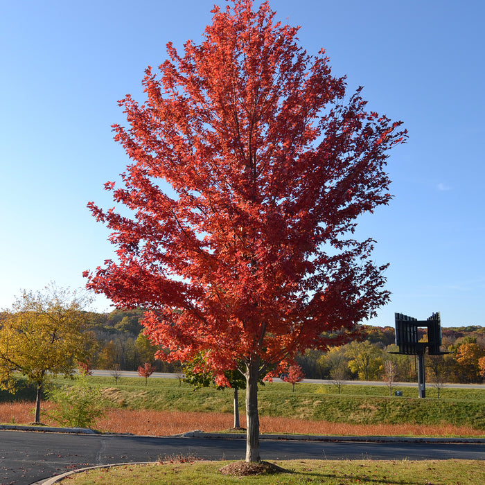 Acer Autumn Blaze freemanii