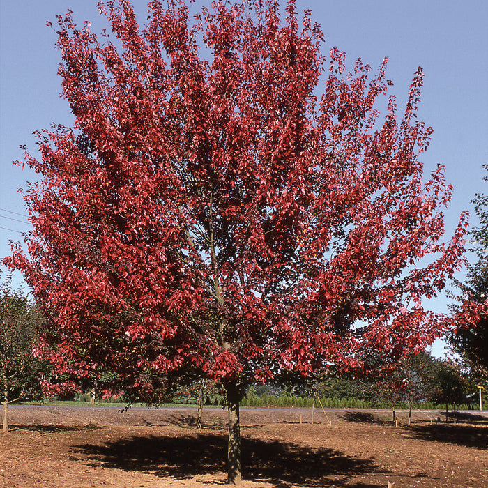 Acer Ginnala (Érable de l'Amur) 'Flame'