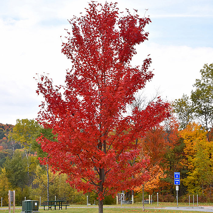 Acer Autumn Fantasy