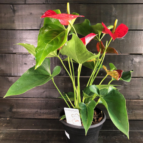 Anthurium