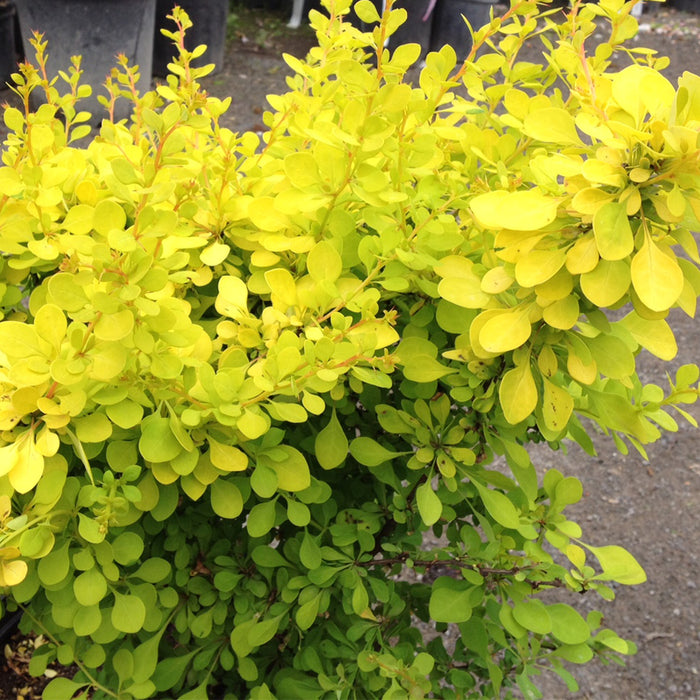 Berberis Thunbergii 'Aurea Nana' (épine-vinette)