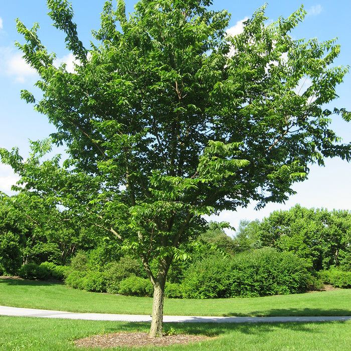Celtis Occidentalis (Micocoulier occidental)