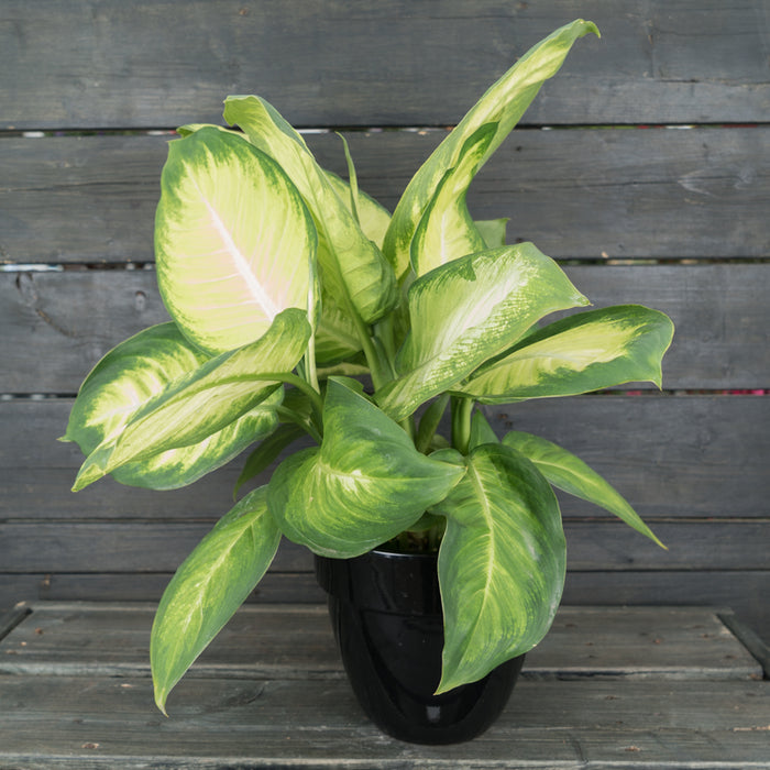 Dieffenbachia