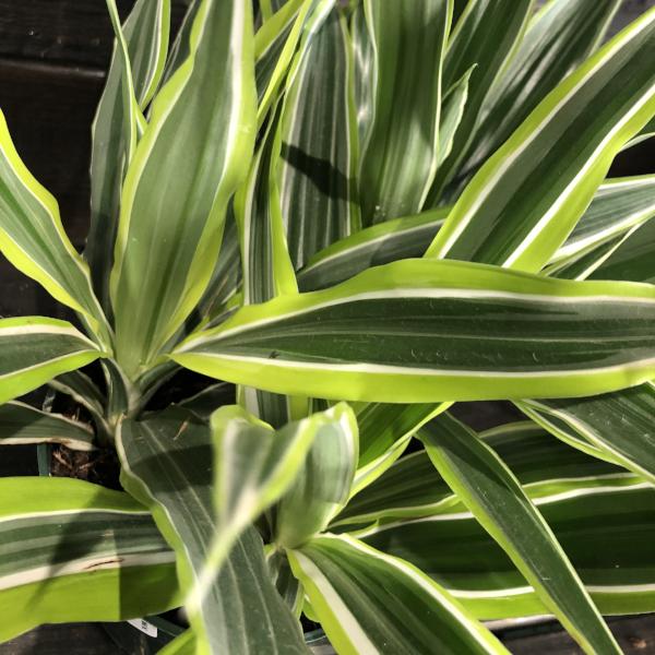 Dracaena Warneckii (dragonnier  ou dracaena Green Stripes)