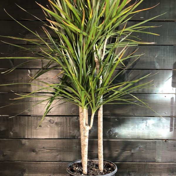 Dracaena Marginata