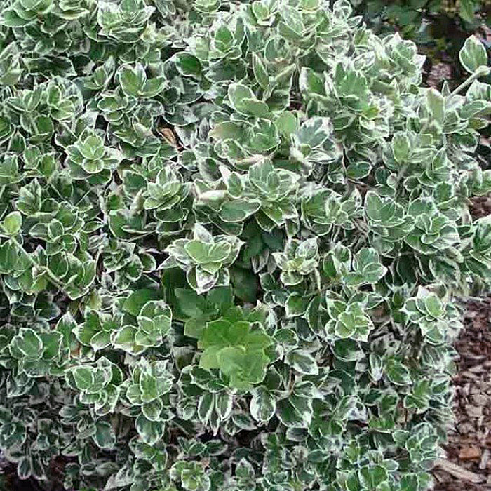 Euonymus Fortunei Emerald Gaity (fusain de fortune)