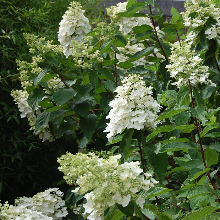 Hydrangea Kyushu (hydrangée; paniculata)