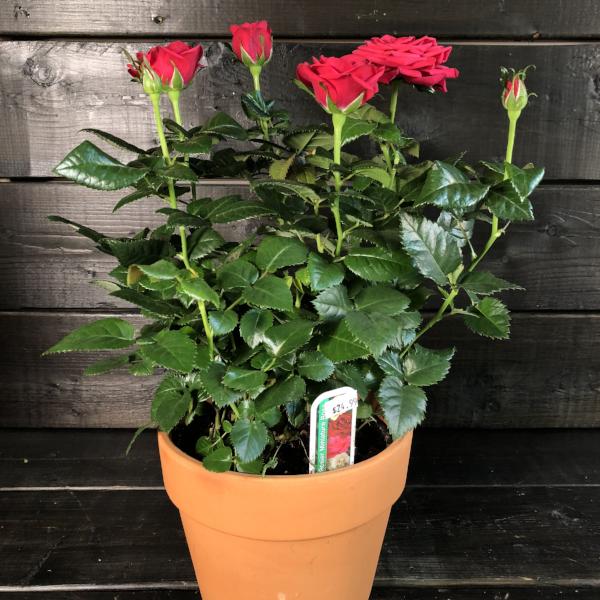 Rosier miniature
