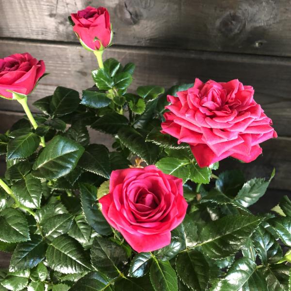 Rosier miniature