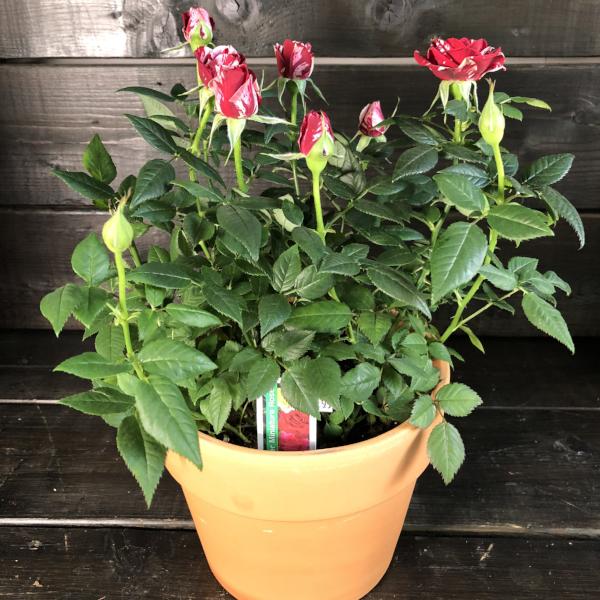 Rosier miniature