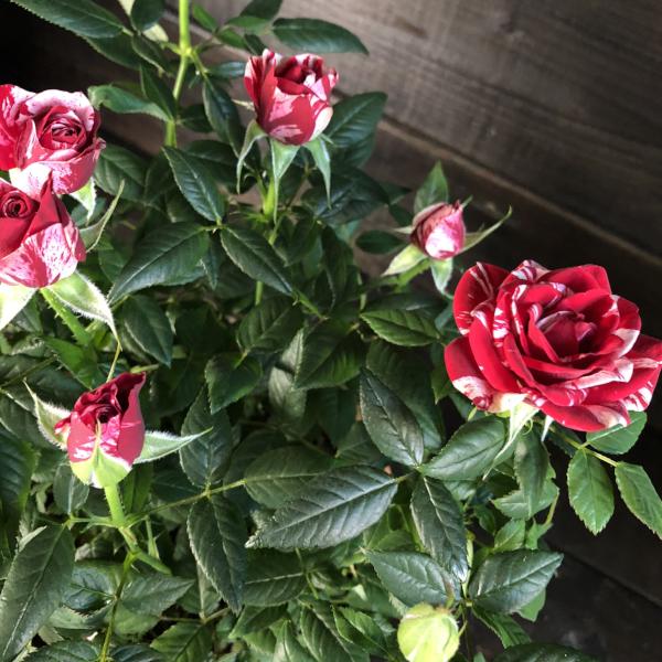 Rosier miniature