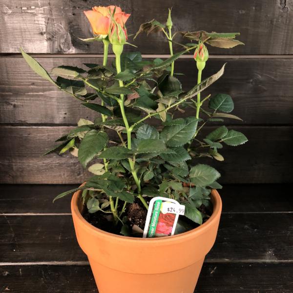 Rosier miniature
