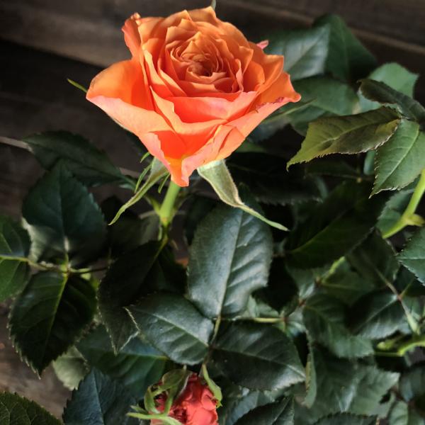 Rosier miniature