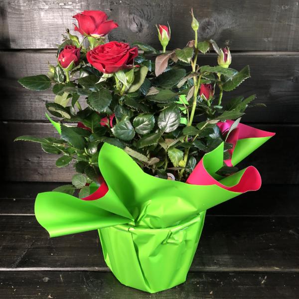 Rosier miniature