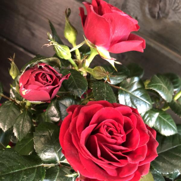 Rosier miniature