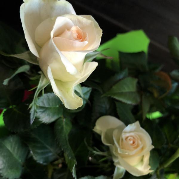 Rosier miniature