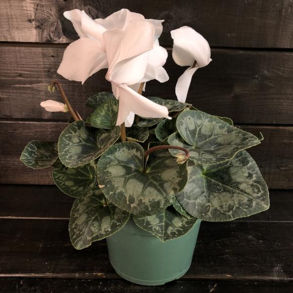 Cyclamen