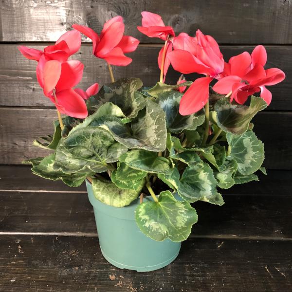 Cyclamen