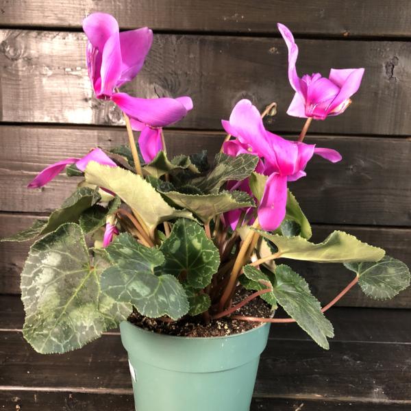 Cyclamen